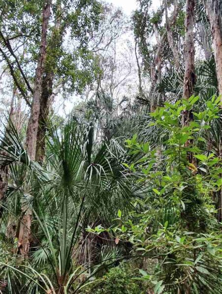 foret australiennes source carbone