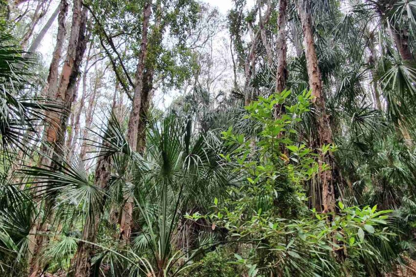 foret australiennes source carbone