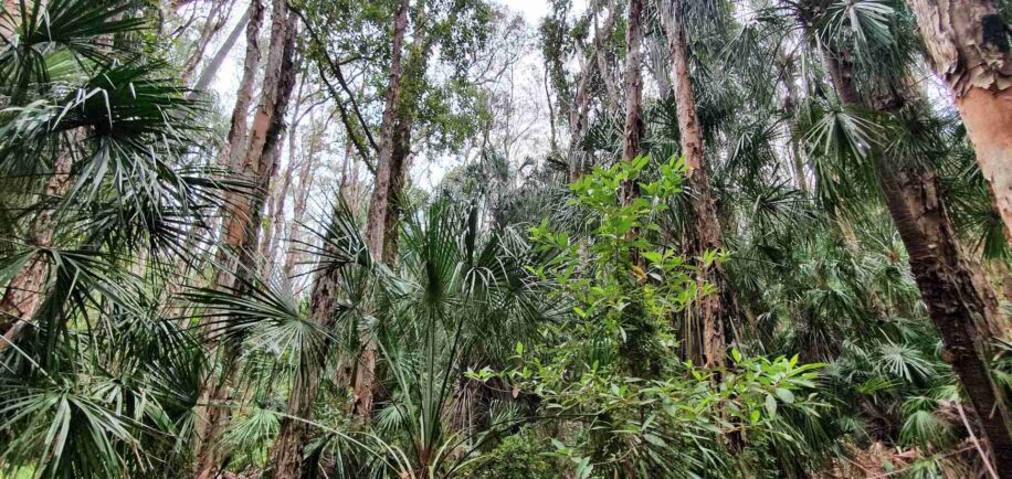 foret australiennes source carbone