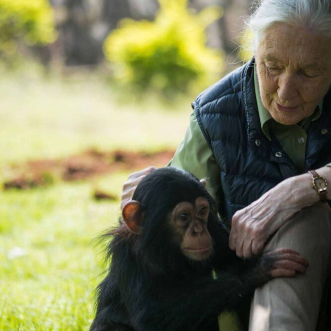 jane goodall