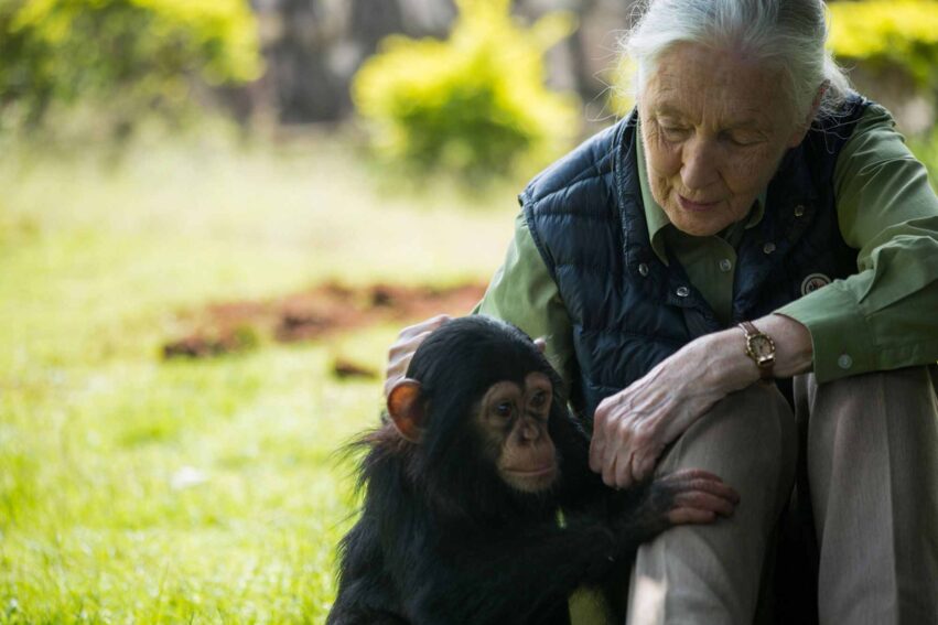 jane goodall