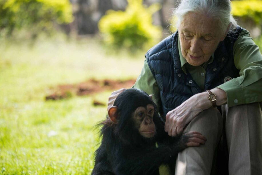 jane goodall