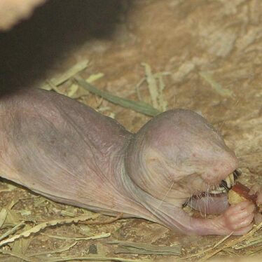 rat taupe nu longevite