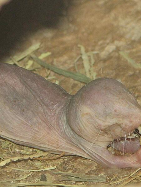 rat taupe nu longevite