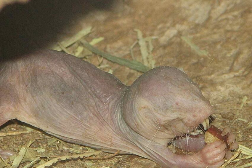 rat taupe nu longevite