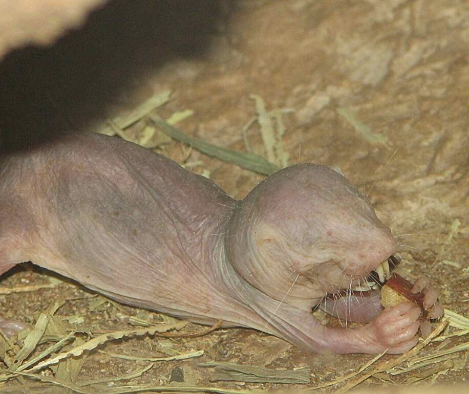 rat taupe nu longevite
