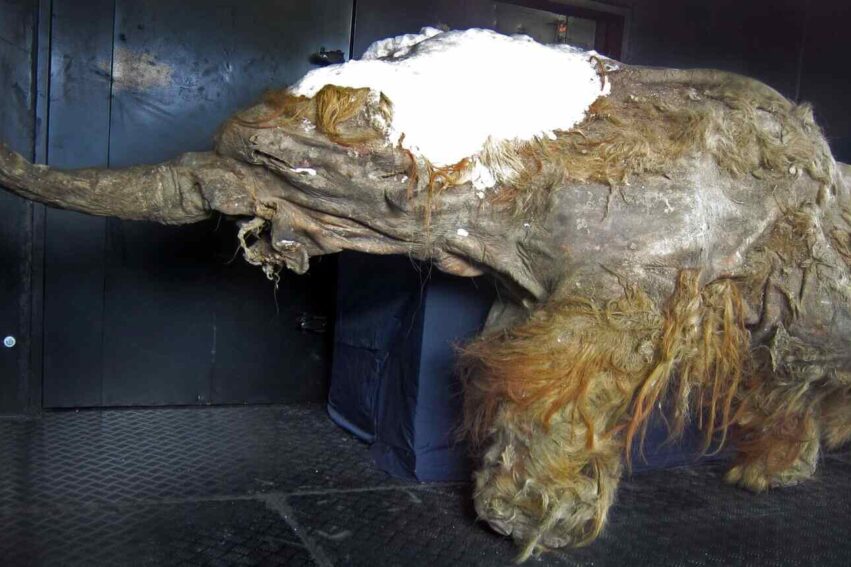 arn-ancien-mammouth-couv