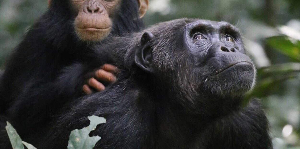 baby-boom-chimpanzés-guerre-couv