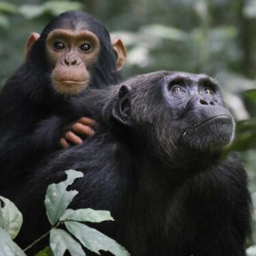 baby-boom-chimpanzés-guerre-couv