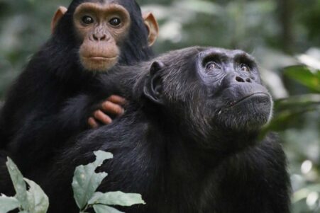 baby-boom-chimpanzés-guerre-couv