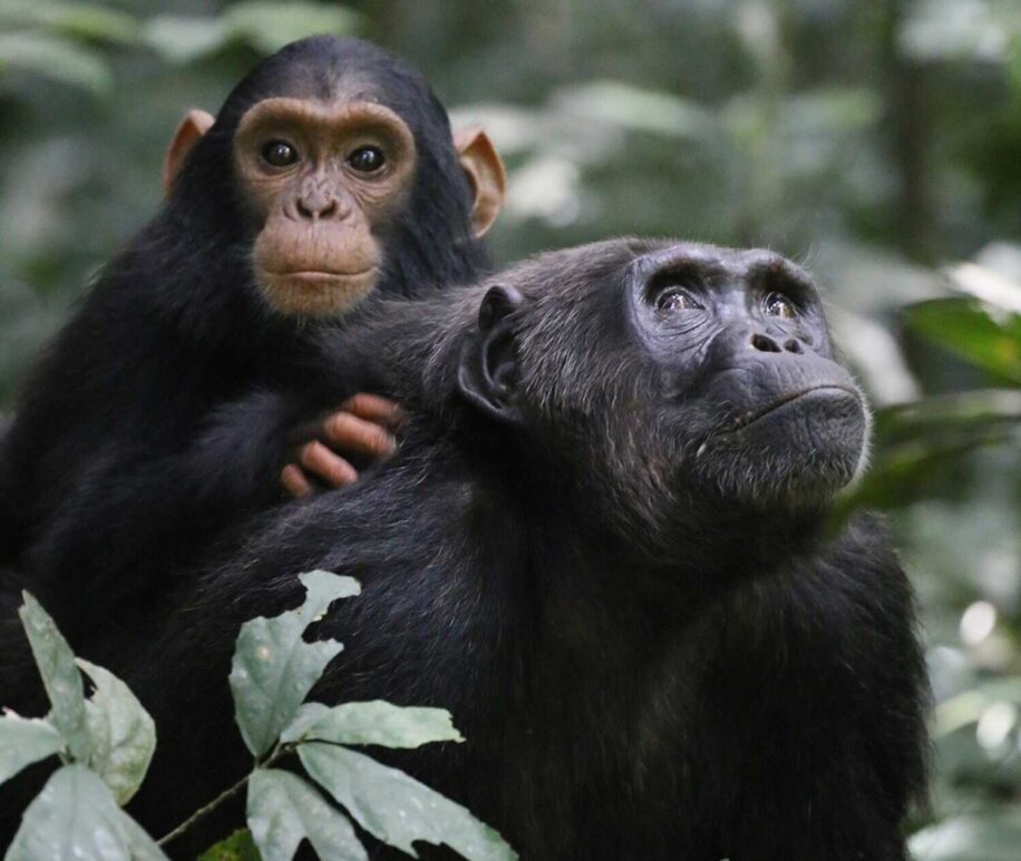 baby-boom-chimpanzés-guerre-couv