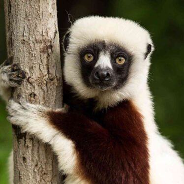 lemuriens continuent evoluer