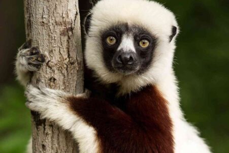 lemuriens continuent evoluer