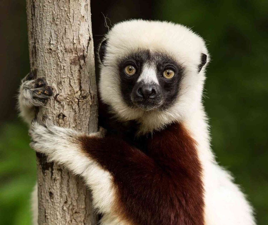 lemuriens continuent evoluer