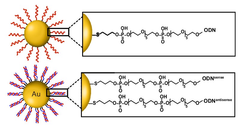 nanoparticules-glioblastome