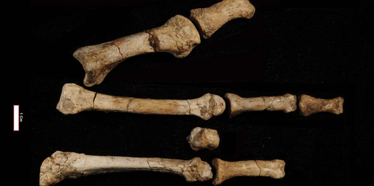 pied-hominine-ancien-lucy-couv