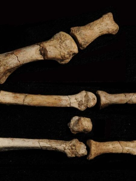 pied-hominine-ancien-lucy-couv