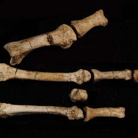 pied-hominine-ancien-lucy-couv