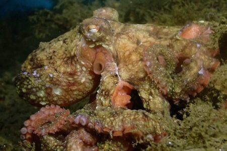 pigment-poulpe-camoufler-couv