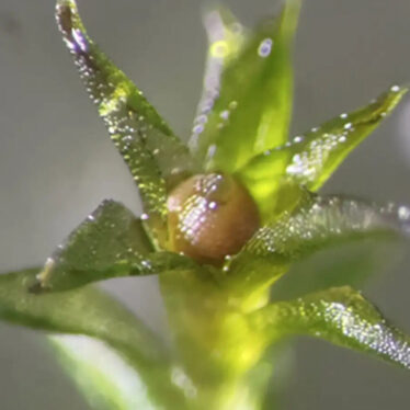 spores-mousse-espace-couv