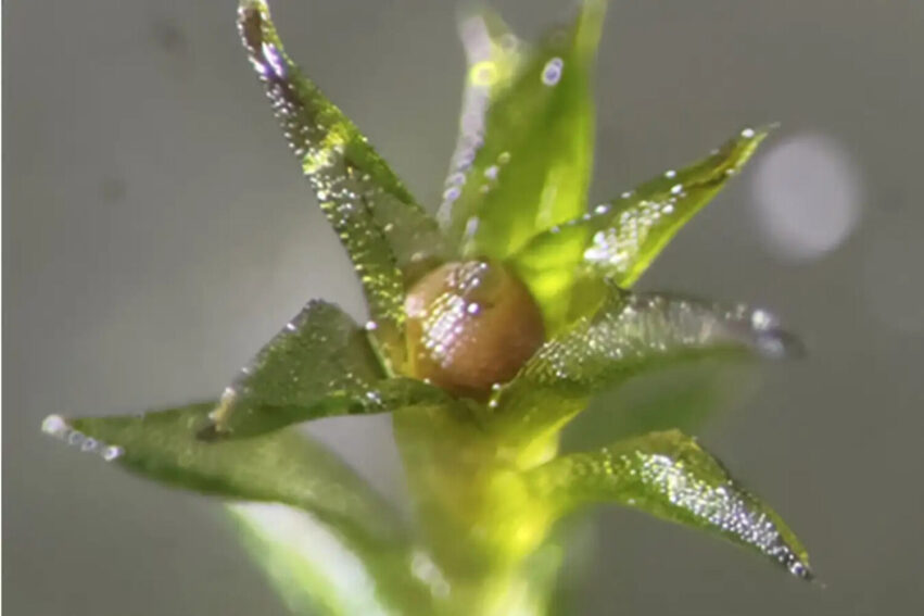 spores-mousse-espace-couv