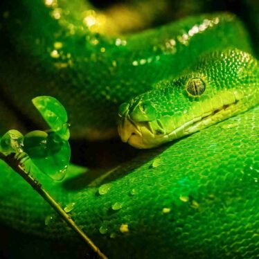 urine-serpent-maladies-renales-couv