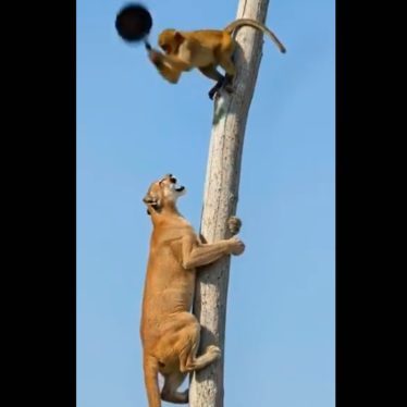 videos-animaux-IA-conservation-couv