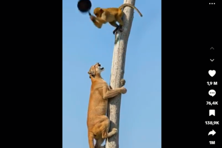 videos-animaux-IA-conservation-couv