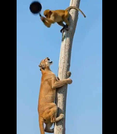 videos-animaux-IA-conservation-couv