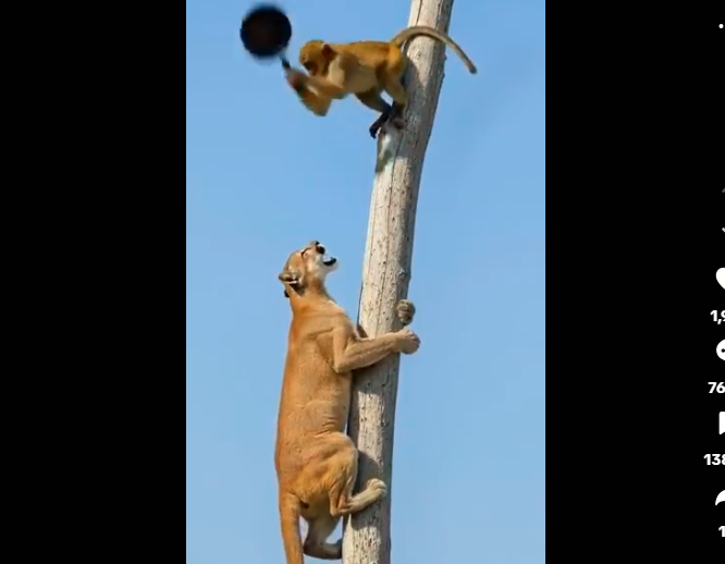 videos-animaux-IA-conservation-couv