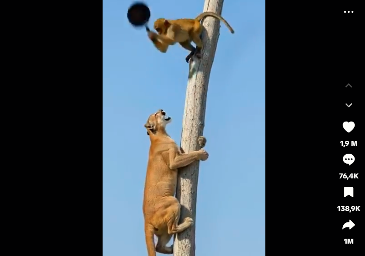 videos-animaux-IA-conservation-couv