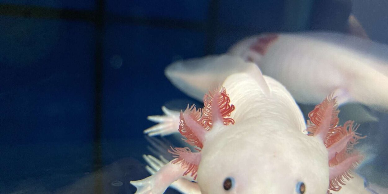 axolotls-regenere-thymus-couv