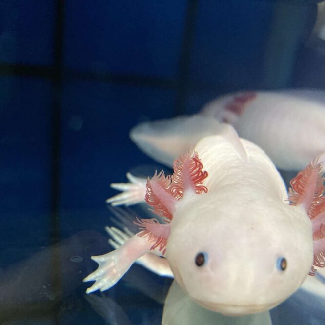 axolotls-regenere-thymus-couv