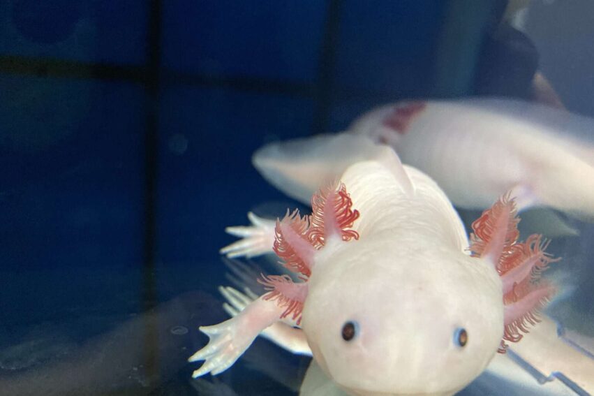 axolotls-regenere-thymus-couv