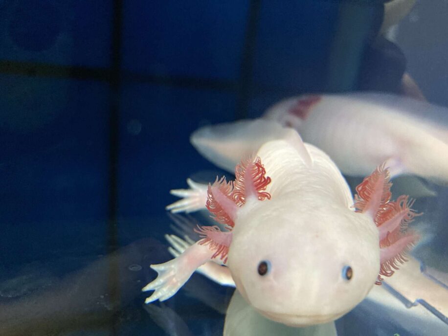 axolotls-regenere-thymus-couv