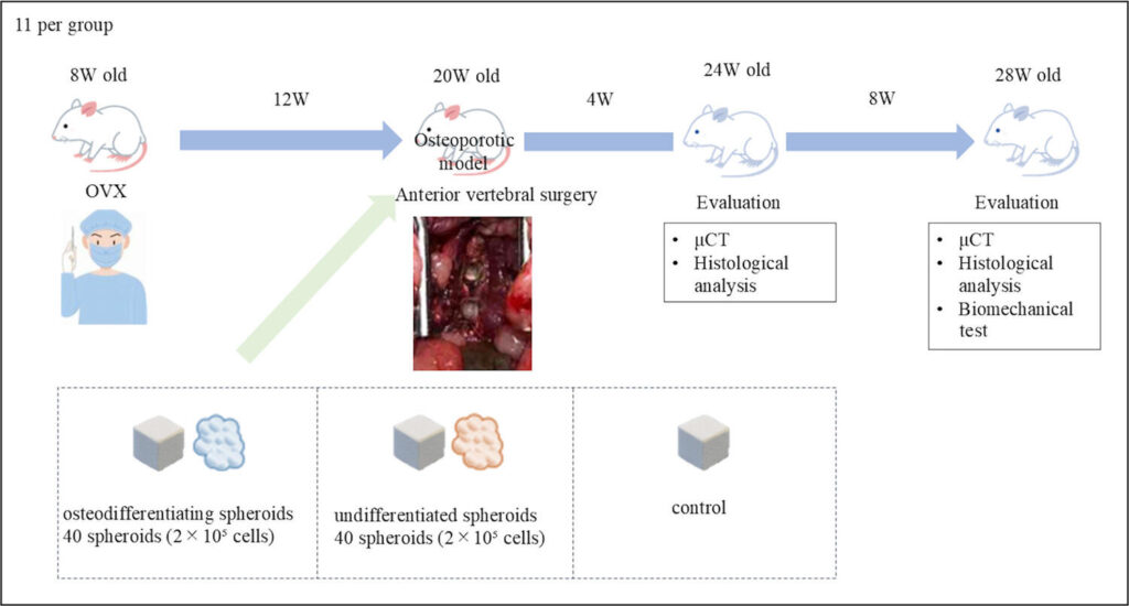 cellules-adipeuses-fracture