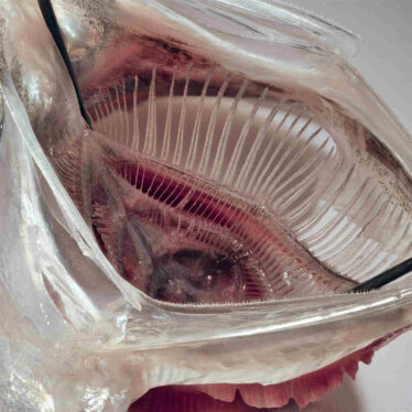 filtre-poisson-microplastique-couv