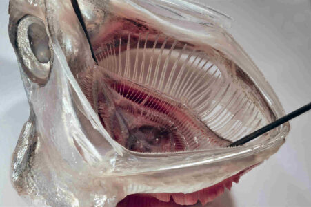 filtre-poisson-microplastique-couv