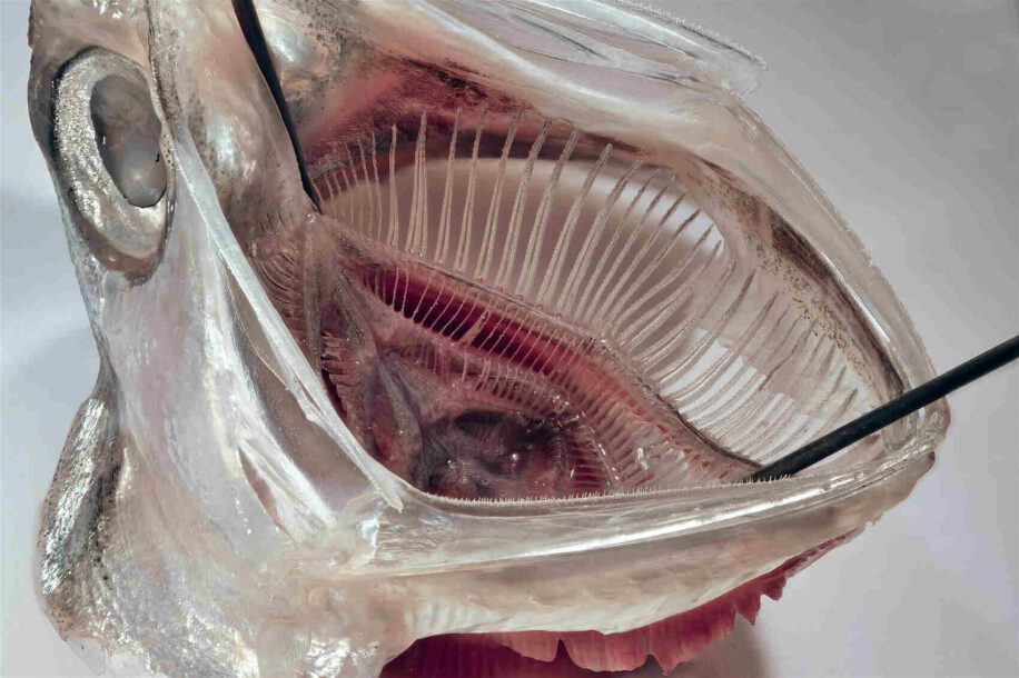 filtre-poisson-microplastique-couv