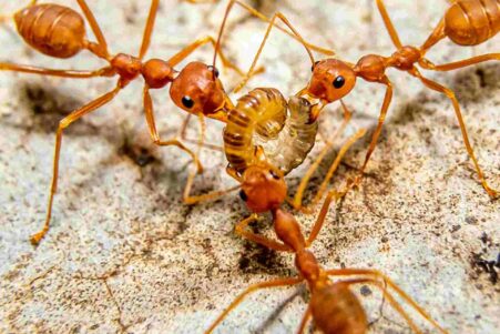 fourmis-malades-sacrifient-couv