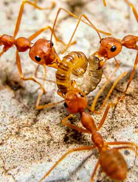 fourmis-malades-sacrifient-couv