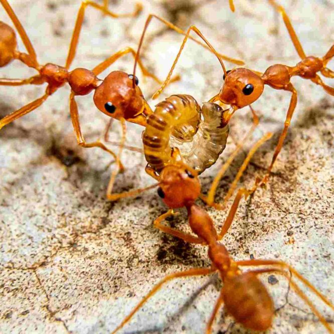 fourmis-malades-sacrifient-couv