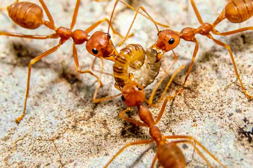 fourmis-malades-sacrifient-couv