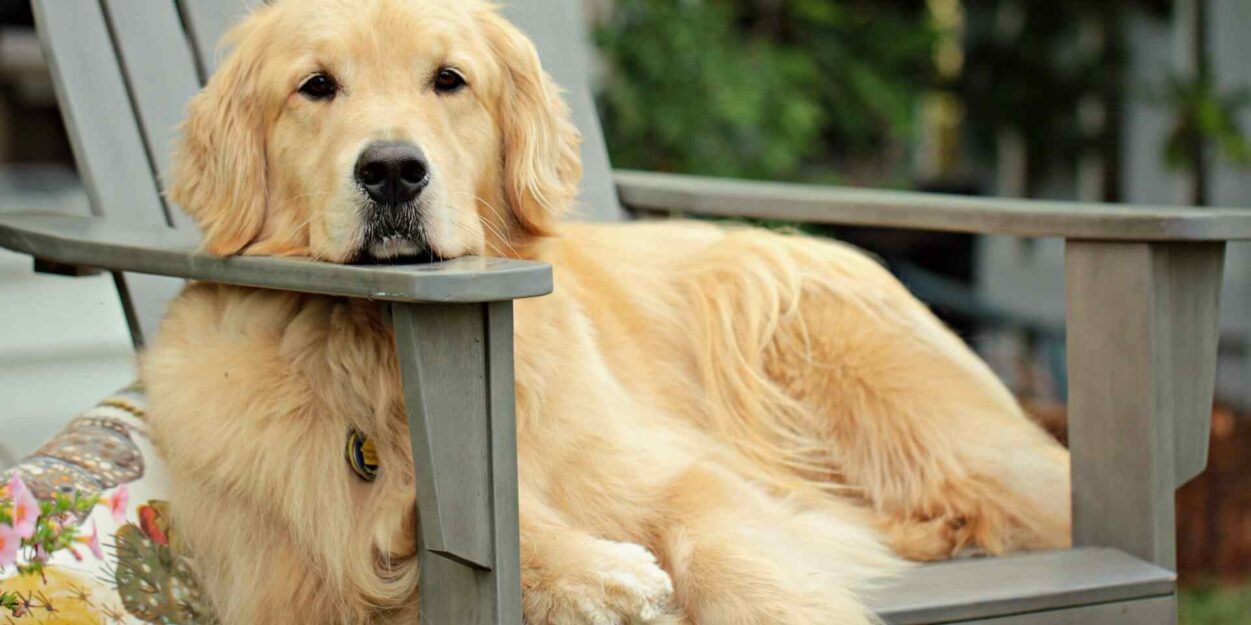 goldens-retrievers-genes-humains-couv