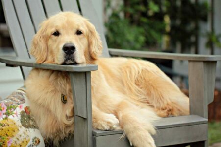 goldens-retrievers-genes-humains-couv