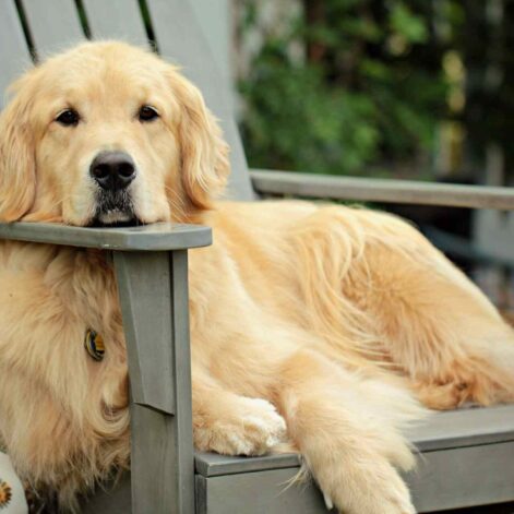 goldens-retrievers-genes-humains-couv
