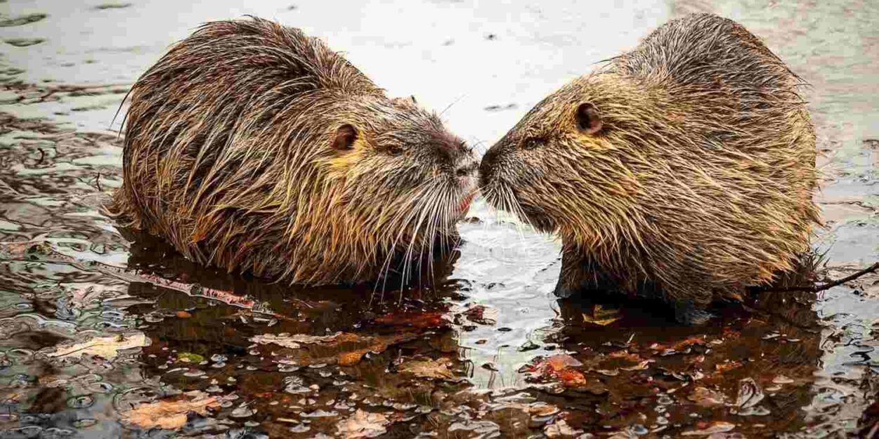 humains-suricate-castor-monogamie-couv