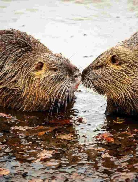 humains-suricate-castor-monogamie-couv