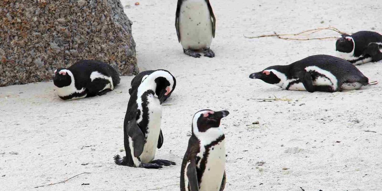manchots-cap-afrique-sud-couv