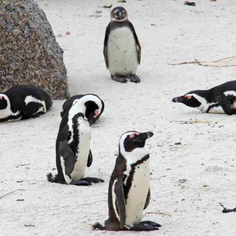 manchots-cap-afrique-sud-couv